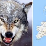 Megszökött egy farkas lakott területen Angliában, Londontól nem messze