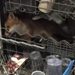 Egy róka bújt el az angol család mosogatógépében