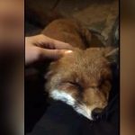 Szokatlan jelenség Londonban: Mindenki a cuki rókáról beszél, aki barátkozni akar