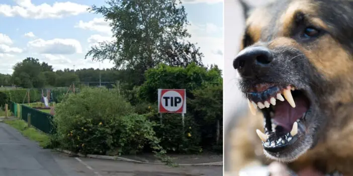 Újabb súlyos kutyatámadás Angliában: egy fiatal kislányt támadott meg 4 kutya Manchesterben