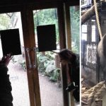 Kitört a ketrecéből egy hatalmas gorilla a londoni állatkertben