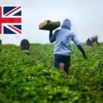 A brit gazdák és szupermarketek viselhetnék a külföldi idénymunkások utazási és vízumköltségeit az kizsákmányolás visszaszorítása érdekében