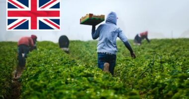 A brit gazdák és szupermarketek viselhetnék a külföldi idénymunkások utazási és vízumköltségeit az kizsákmányolás visszaszorítása érdekében
