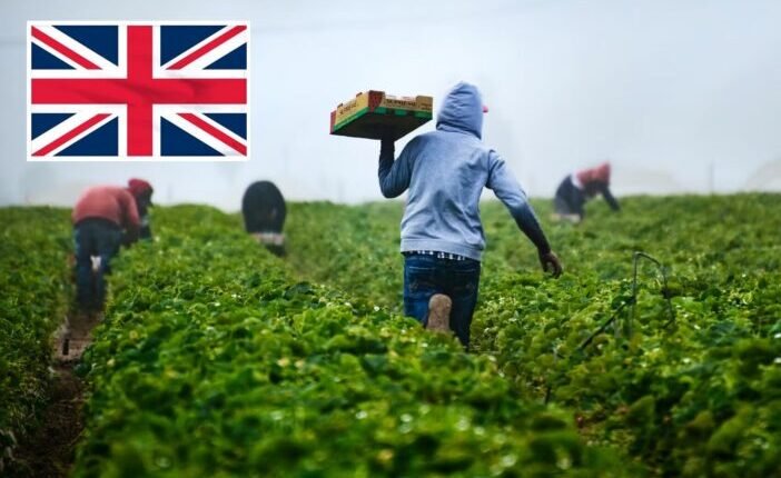 A brit gazdák és szupermarketek viselhetnék a külföldi idénymunkások utazási és vízumköltségeit az kizsákmányolás visszaszorítása érdekében