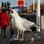 Megdöbbentő állatkínzás Angliában: nyílvessző állt ki egy sirály mellkasából Dorset partján