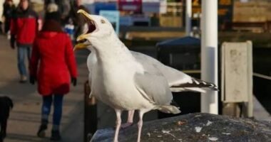Megdöbbentő állatkínzás Angliában: nyílvessző állt ki egy sirály mellkasából Dorset partján