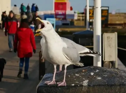 Megdöbbentő állatkínzás Angliában: nyílvessző állt ki egy sirály mellkasából Dorset partján Megdöbbentő állatkínzás Angliában: nyílvessző állt ki egy sirály mellkasából Dorset partján