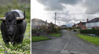 Elszabadult egy bika, és embereknek rontott neki egy angliai kisvárosban 2