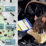 Hol van a legtöbb kártevő – patkány, csótány, ágybogár – Nagy-Britannia területén