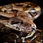 Megszökött és szabadon kószál egy óriáskígyó Angliában