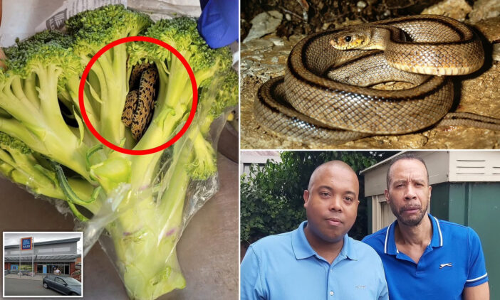Kígyót találtak egy Aldiban vásárolt brokkoliban Angliában 1