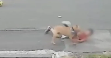 Két brutális kutyatámadás Angliában: egy 10 éves fiú megsérült, egy másik férfi pedig meghalt, miután két kutya egyszerre támadta meg