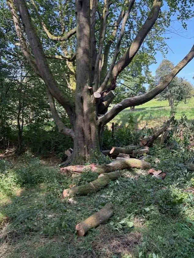 Saját élete árán mentette meg 5 éves kislányát egy hős anyuka Angliában, amikor rájuk zuhant egy faág