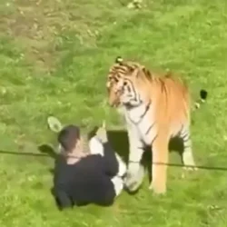 Súlyos incidens egy angliai vadasparkban - egy férfi bement a tigrisek közé és az egyik megtámadta man-jumped-into-tiger-enclosure