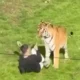 man-jumped-into-tiger-enclosure