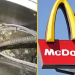 £500,000-ra büntették az egyik McDonald’s-ot Londonban, miután egérürüléket találtak a sajtburgerben és az egész hely tele volt egerekkel