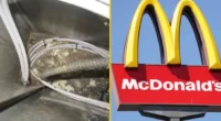 £500,000-ra büntették az egyik McDonald’s-ot Londonban, miután egérürüléket találtak a sajtburgerben és az egész hely tele volt egerekkel 2