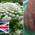 Nagy-Britannia legveszélyesebb növénye gombamód elszaporodott, érdemes figyelni