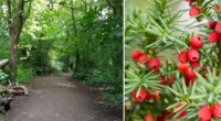 Meghalt egy 14 éves fiú miután megevett néhány bogyót egy angliai parkban az apjával való sétálgatás közben 2