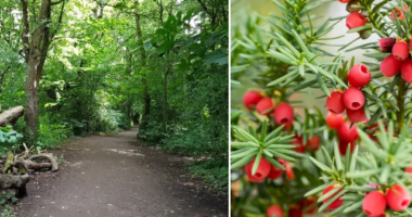 Meghalt egy 14 éves fiú miután megevett néhány bogyót egy angliai parkban az apjával való sétálgatás közben