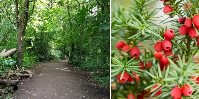 Meghalt egy 14 éves fiú miután megevett néhány bogyót egy angliai parkban az apjával való sétálgatás közben 1