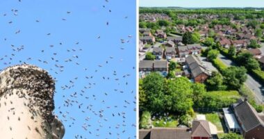 Milliónyi méh lepett el egy utcát Angliában - olyan, mint egy horrorfilm jelenet