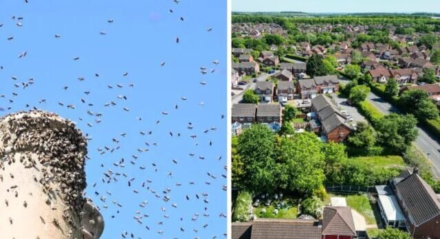 Milliónyi méh lepett el egy utcát Angliában – olyan, mint egy horrorfilm jelenet