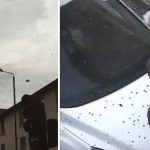 Hatalmas méhraj lepte el az egyik utcát, nagy riadalmat okozva Dél-Londonban