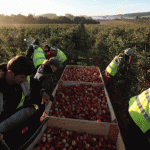 Akkora a munkaerőhiány Nagy-Britanniában, hogy személyesen jönnek Kelet-Európába a munkásokért a mezőgazdasági vállalkozások