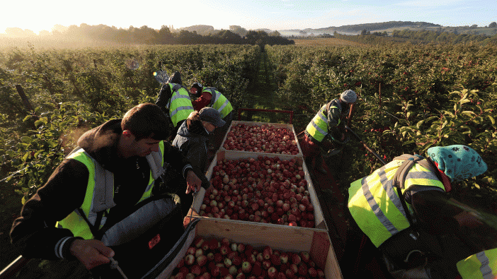 Akkora a munkaerőhiány Nagy-Britanniában, hogy személyesen jönnek Kelet-Európába a munkásokért a mezőgazdasági vállalkozások 1