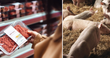 Akkora a munkaerőhiány Nagy-Britanniában, hogy a levágott állatokat az EU-ba kell átvinni feldolgozni