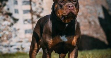 Tragédia Yorkshire-ben: egy anya arra ért haza, hogy saját kutyájuk halálra marcangolta 10 éves kislányukat