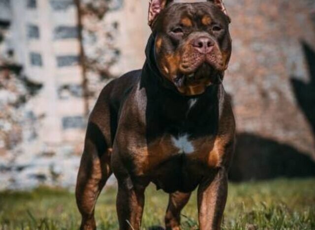 Tragédia Yorkshire-ben: egy anya arra ért haza, hogy saját kutyájuk halálra marcangolta 10 éves kislányukat