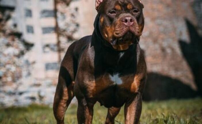 Tragédia Yorkshire-ben: egy anya arra ért haza, hogy saját kutyájuk halálra marcangolta 10 éves kislányukat