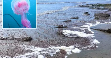 Ritka mérgező medúzafaj ezrei vetődtek partra az Egyesült Királyság egyik tengerpartján