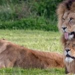 Nagyon ritka jelenetet fotóztak le az angliai állatkertben: két hím oroszlán…