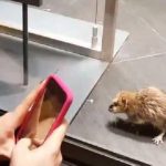 Hatalmas patkányt filmeztek le Angliában, egy Primark kirakatában rohangálva