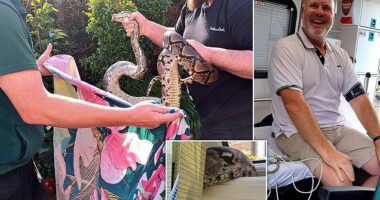 3.5 méteres piton támadt rá egy férfire a saját otthonában Angliában