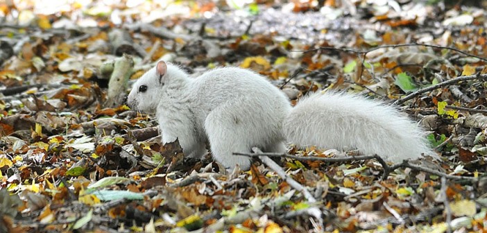 rare-white-squirrel-photo-andrew-fulton-marbury-country-park-uk-10