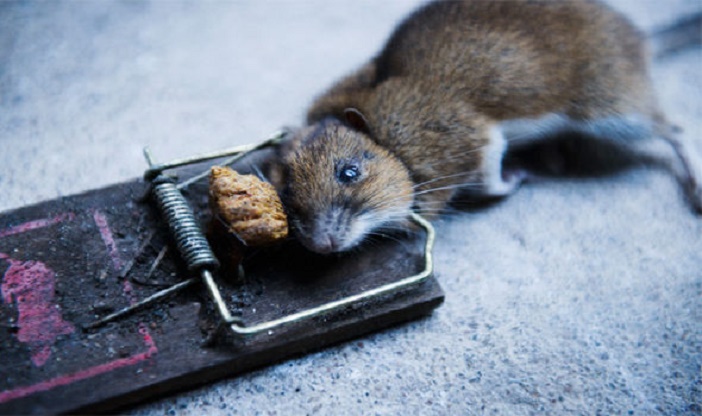 Egerek, patkányok angliai otthonainkban: hogyan szabaduljunk meg tőlük 21