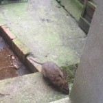 Kezdenek elszaporodni a macska méretű „szuperpatkányok” Nagy-Britanniában