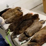 Macska méretű patkányok tucatjait találtak egy Dél-Londoni lakóházban