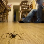 Hogyan szabaduljunk meg a rengeteg póktól otthonunkban Angliában