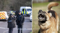 Brutális kutyatámadás: 20-as éveiben járó nőt marcangolt halálra egy kutya Angliában 2