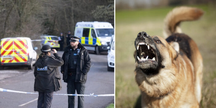 Brutális kutyatámadás: 20-as éveiben járó nőt marcangolt halálra egy kutya Angliában
