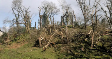 Brutális károkat okozott, állatokat és fákat repített a levegőbe egy tornádó Nagy-Britanniában egy farmon