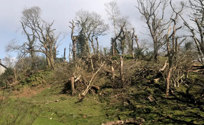 Brutális károkat okozott, állatokat és fákat repített a levegőbe egy tornádó Nagy-Britanniában egy farmon 1