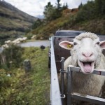 Marihuánától beszívott birkacsorda támadt egy kis brit településre