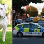 5 bulldog marcangolt halálra egy nőt Angliában, Liverpool városában