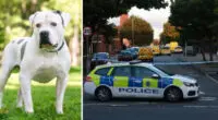 5 bulldog marcangolt halálra egy nőt Angliában, Liverpool városában